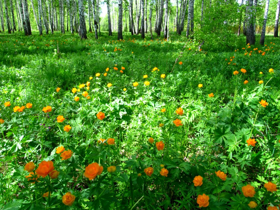 Trollius asiaticus