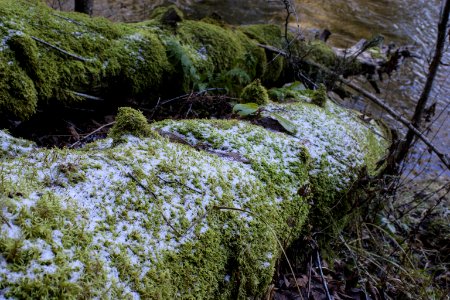Moss Log