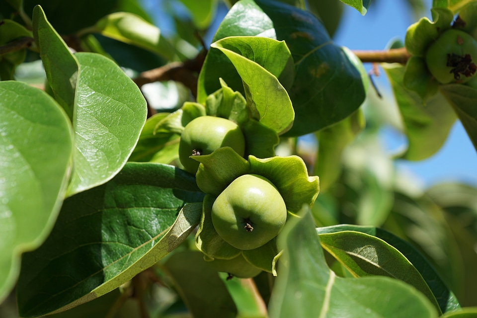 Green fruit garden