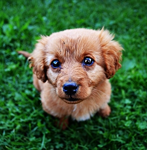 Dog puppy cute