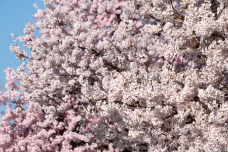 20190401-FS-CherryBlossoms-LSC-029