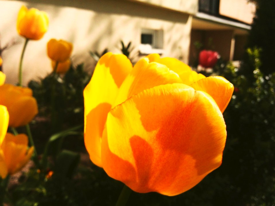 #flower #sun #love #flowerandsun #fun #4fun #kwiat #flor #słońce #sol #nature #natura #nature2 #paisaje #megusta