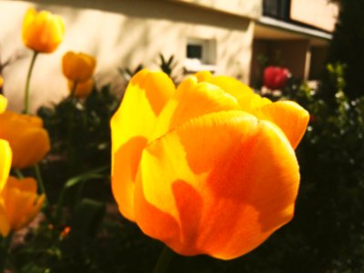 #flower #sun #love #flowerandsun #fun #4fun #kwiat #flor #słońce #sol #nature #natura #nature2 #paisaje #megusta