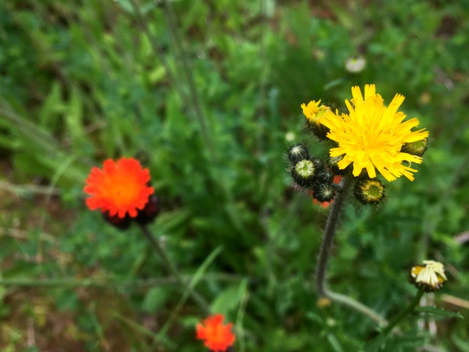 Hawkweed-Flathead-July2020-001 photo