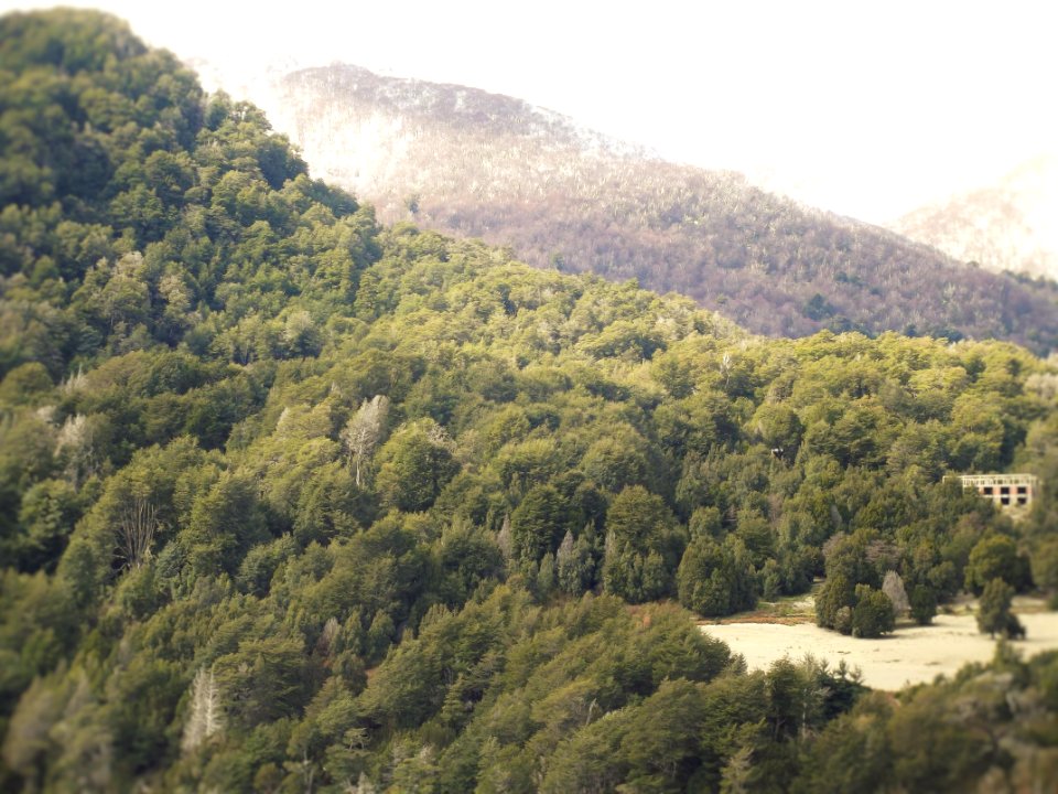 Pinos sobre las montañas