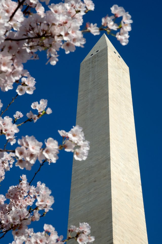 20190401-FS-CherryBlossoms-LSC-010