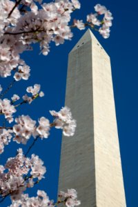 20190401-FS-CherryBlossoms-LSC-010