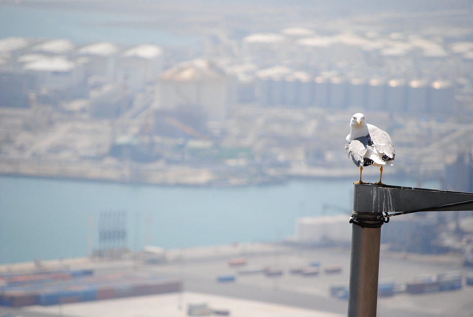 Barcelona port seagull barcelona