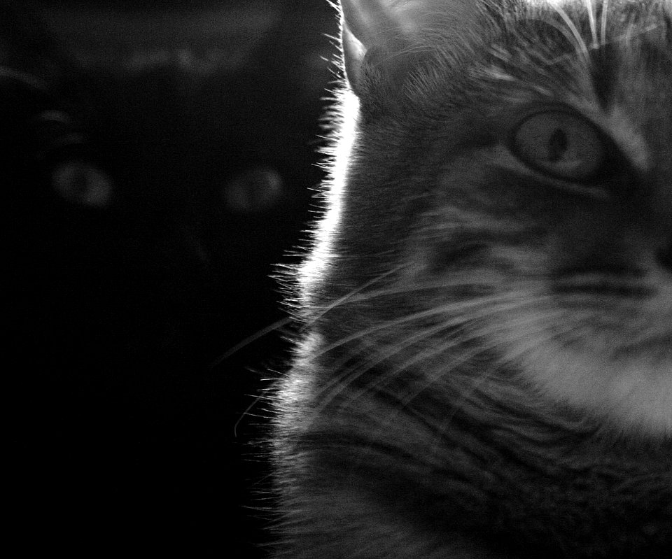 Two cats