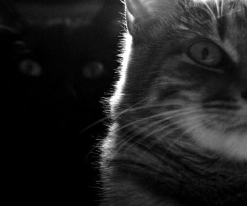 Two cats