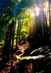 62:366 2016 rainforest Mt Tamborine Q'ld