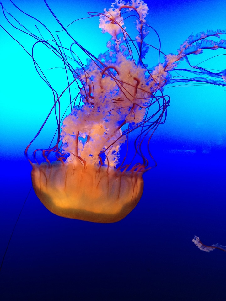 Underwater poison glowing