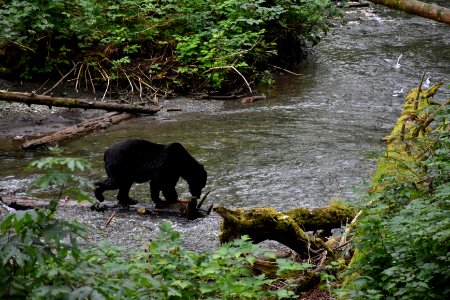 180823-fs-tongass-par-180 44326789571 o