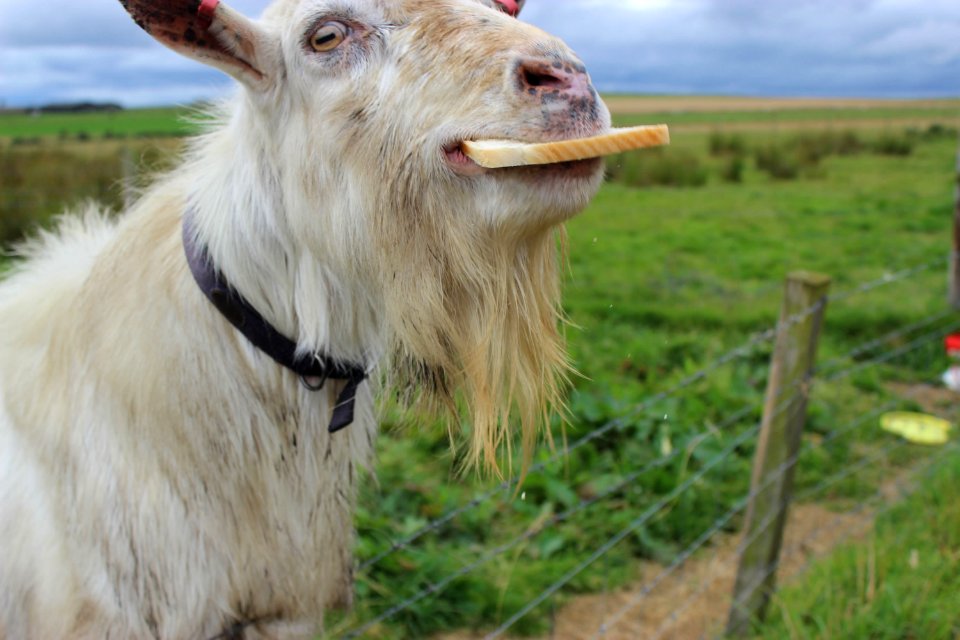 goat-6