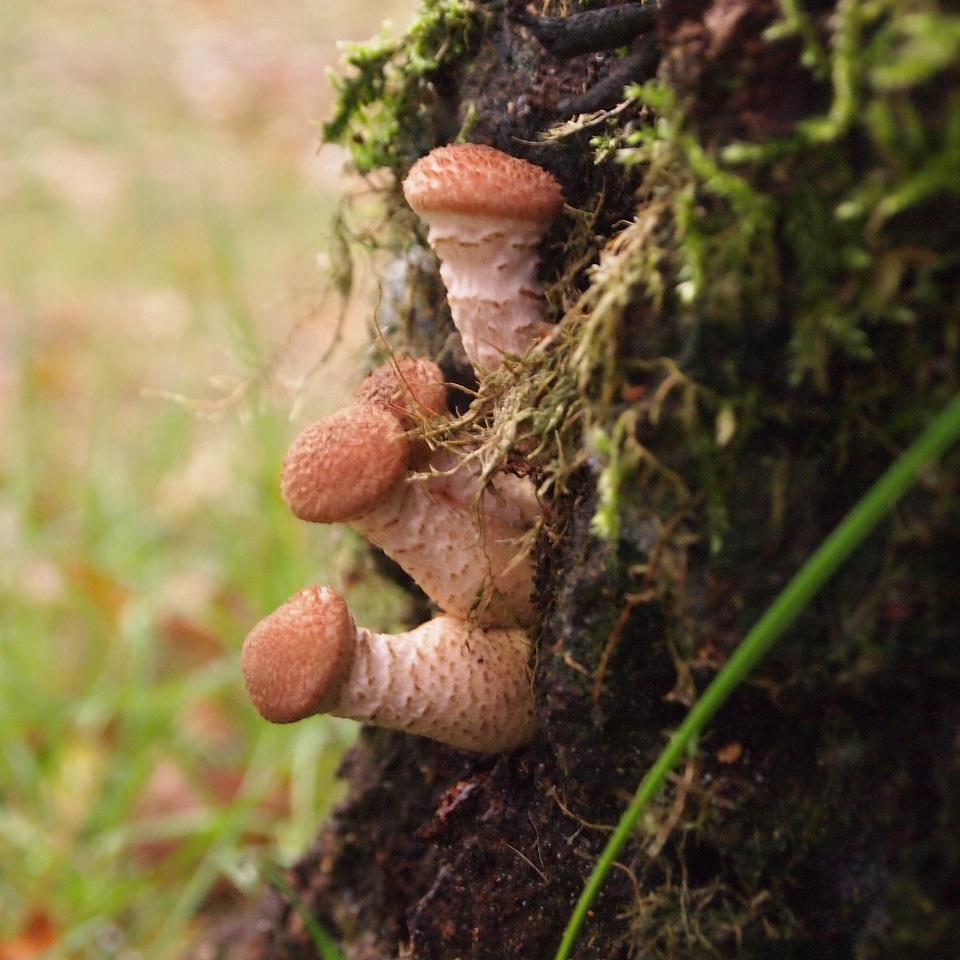 Forest nature tree