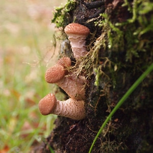 Forest nature tree