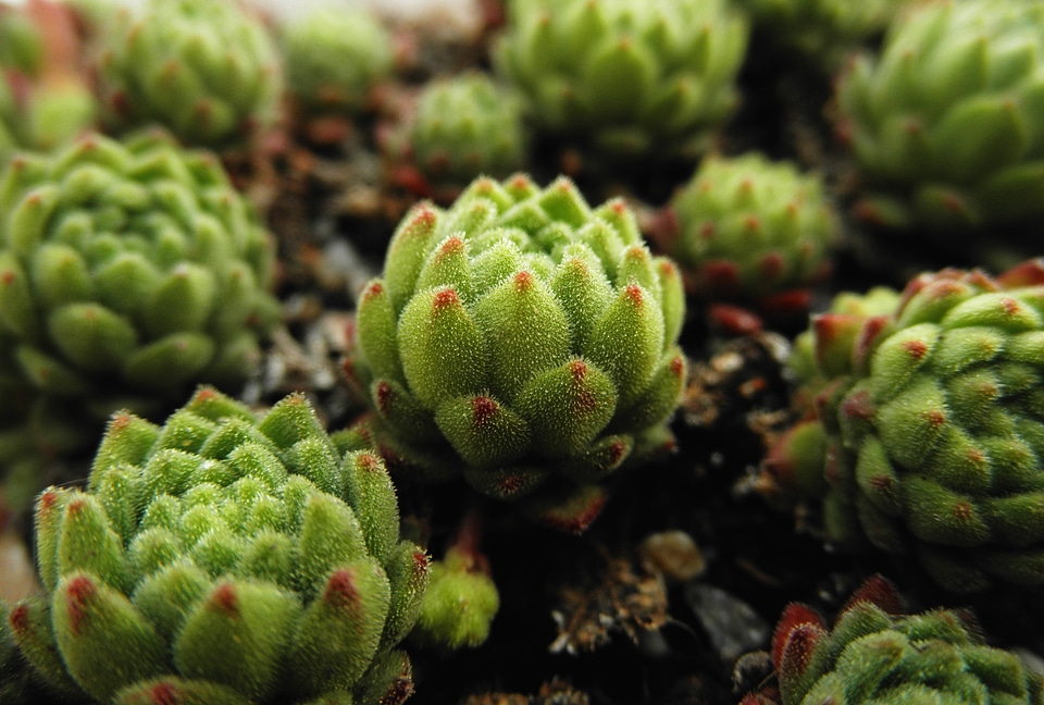 Plant pyrenees alpinum