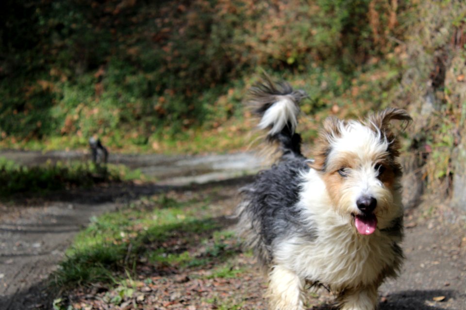 Animals in the forest. Donkey, Dogs and fly.