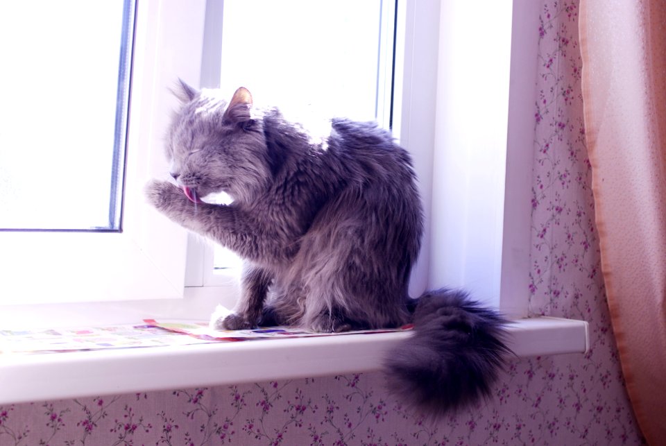 maine coon cat on the windowsill
