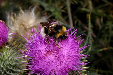 bees-2 photo