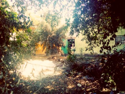 Coliseo Municipal de Ica, convertido en bosque