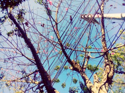 Líneas y flores