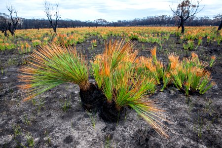 Post-bushfire recovery in Australia