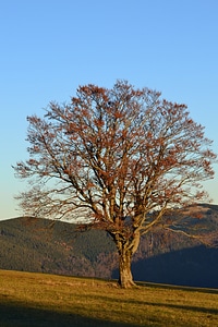 Tree autumn idyllic