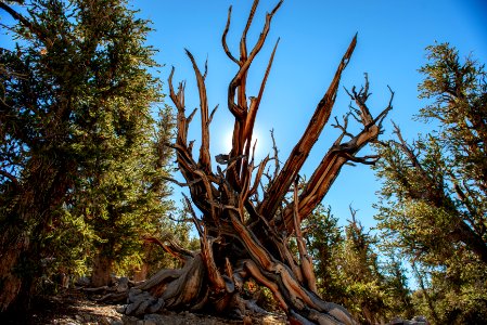 20181019-FS-Inyo-CMR-030