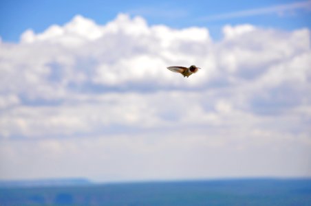 20120801-FS-Coconino-BS-005