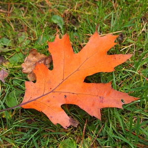 Oak leaf leaves nature photo