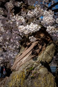 20190401-FS-CherryBlossoms-LSC-023