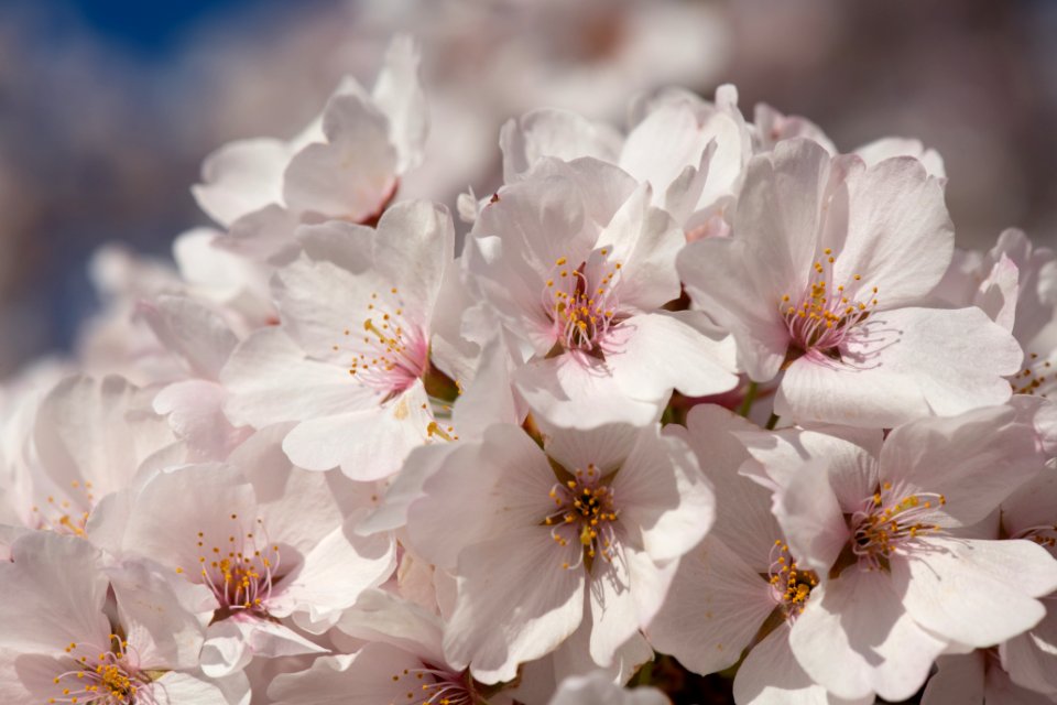 20190401-FS-CherryBlossoms-LSC-007