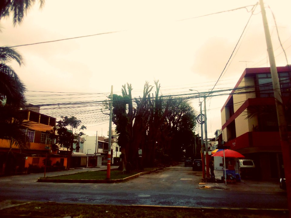 [365/365] Árboles talados
