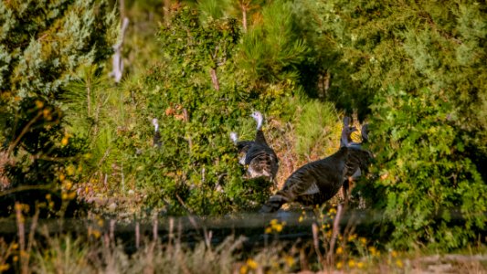 20190927-fs-lsc-0785 49751962706 o