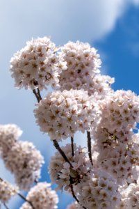 20190401-FS-CherryBlossoms-LSC-025