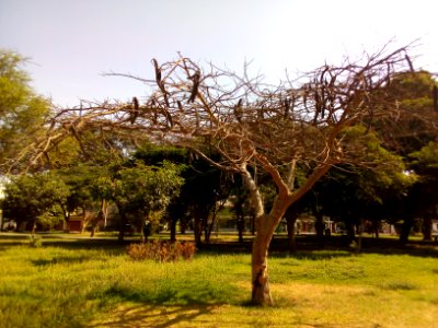 Árbol seco