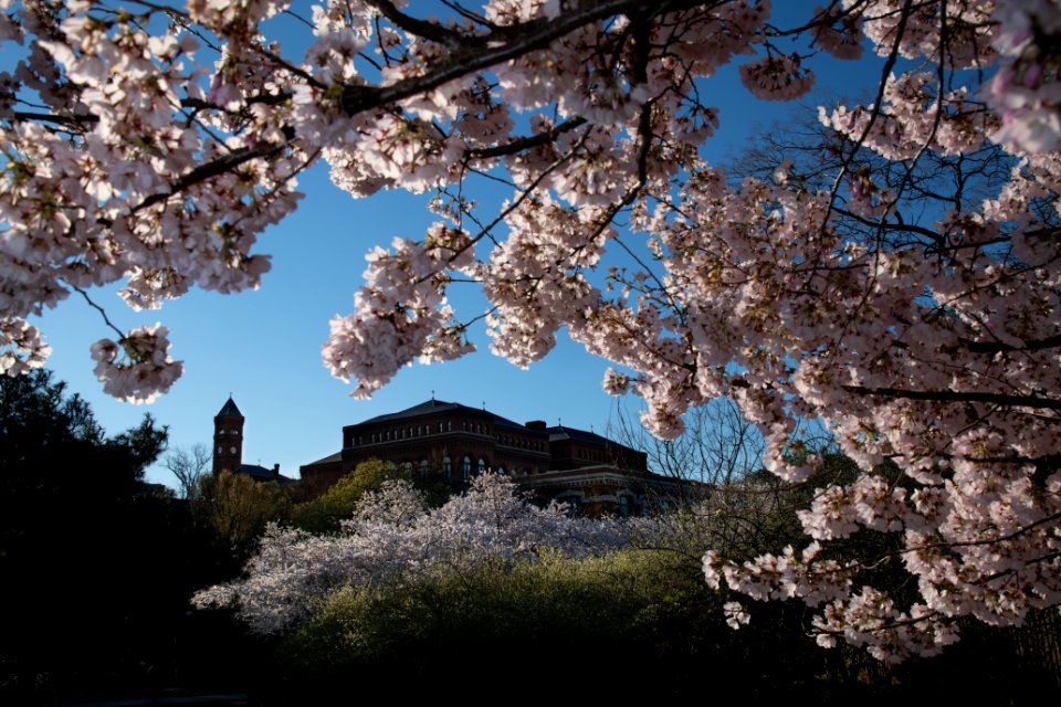 20190401-FS-CherryBlossoms-LSC-004