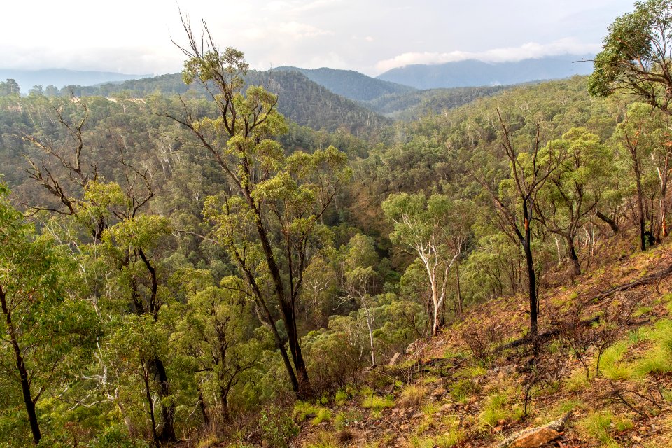 Post-bushfire recovery in Australia