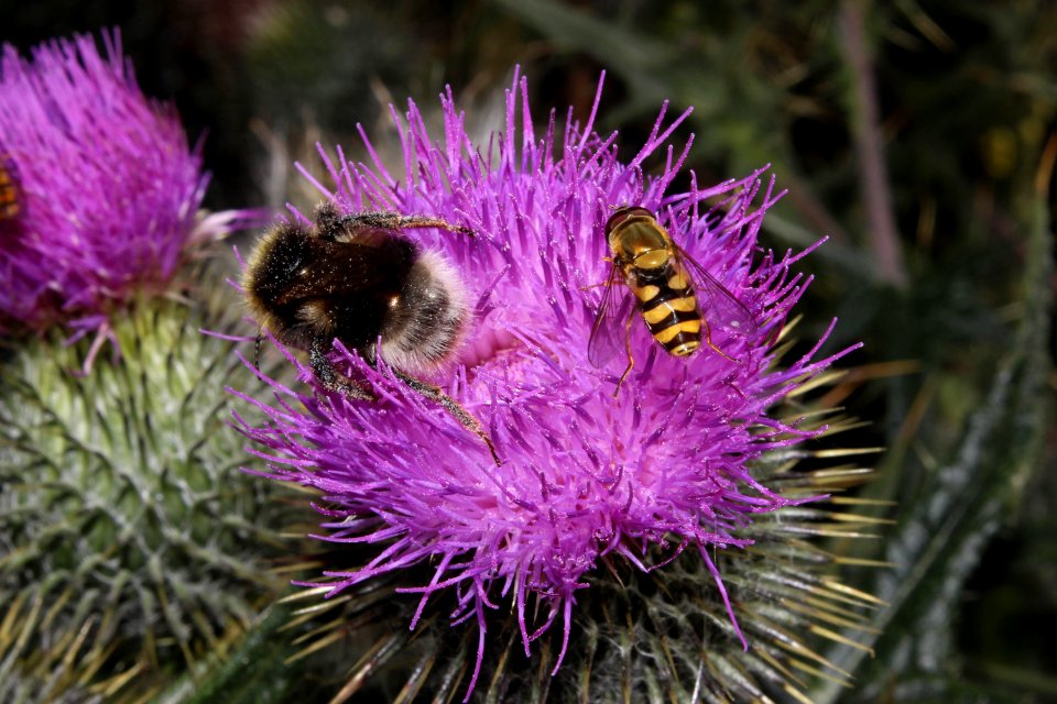 bees-4
