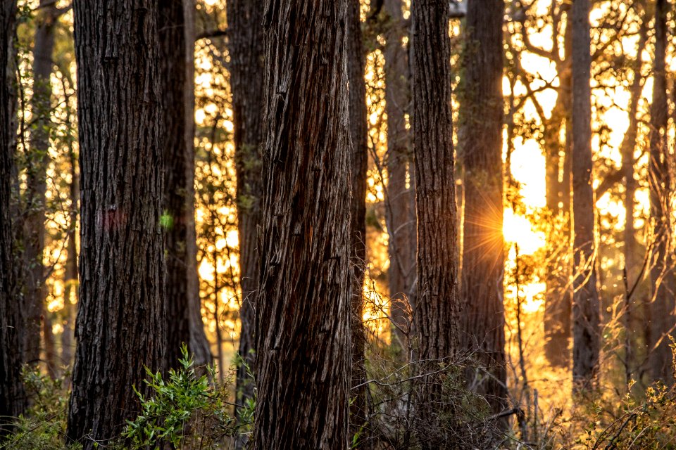 Post-bushfire recovery in Australia