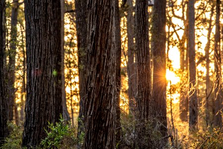 Post-bushfire recovery in Australia
