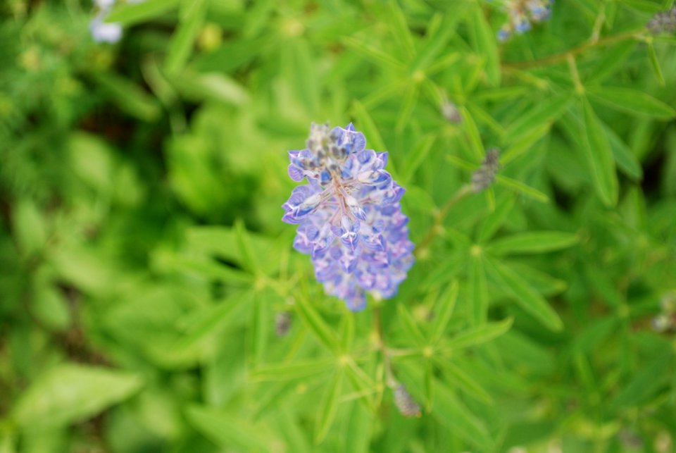 20100713-FS-Manti-SRH-001