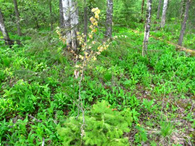 Allium ursinum