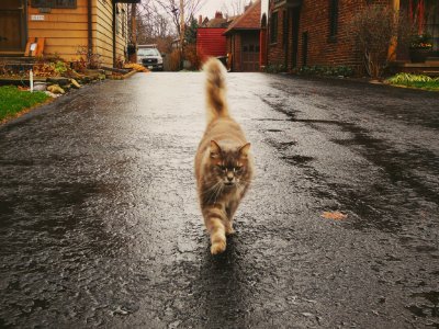 strangers cat