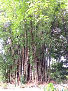 Jardim Botânico Plantarum