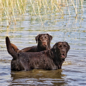 Dog summer water