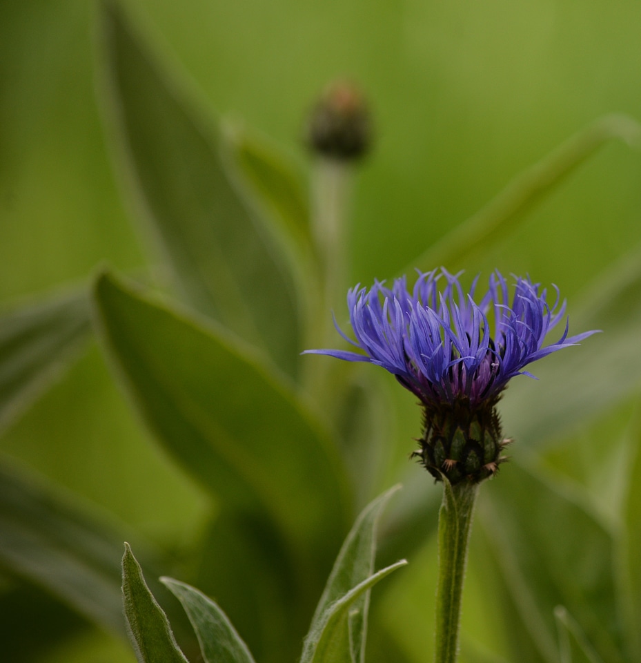 Green cornflower garden