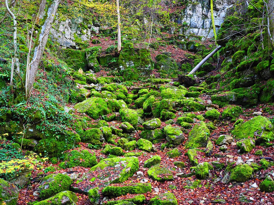Bemoost elsachbröller cave