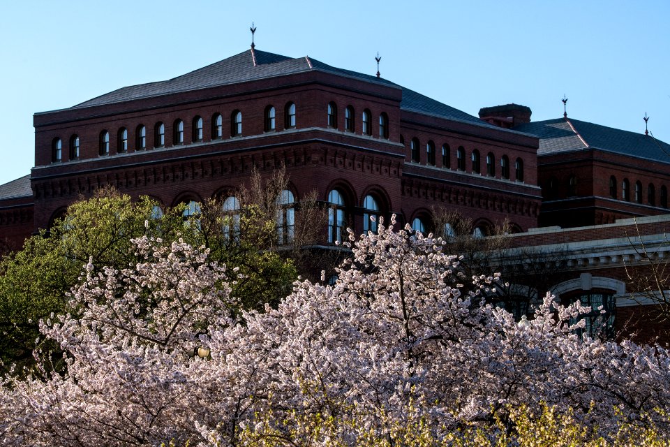 20190401-FS-CherryBlossoms-LSC-005
